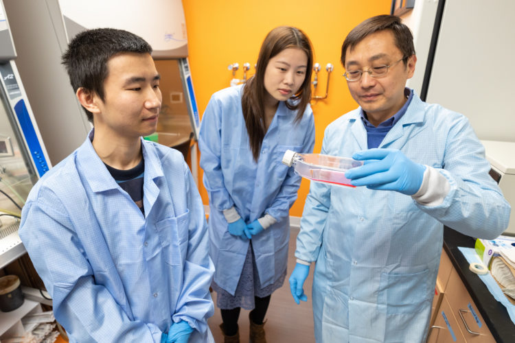 Visiting student Xin Chen (left),and Pharmaceutics PhD Lyrialle Han (center) look at cell samples with Qingcheng Mao. 