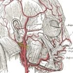 An 1918 illustration showing blood vessels in the head and face. The drawing is from Henry Gray's Anatomy of the Human Body