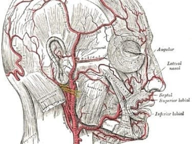 An 1918 illustration showing blood vessels in the head and face. The drawing is from Henry Gray's Anatomy of the Human Body