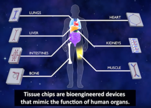 Learn how the Kidney on a Chip works in NASA’s animation 