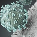 Proteins attached to the HIV virus membrane attempt to fuse with host cells.
