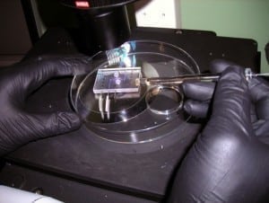 Image of pharmaceutics scientist preparing cell cultures for toxicity testing