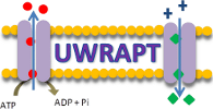 UWRAPT-logo