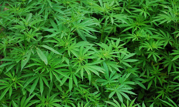 marijuana foliage